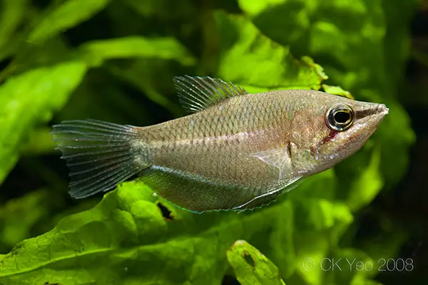 Sphaerichthys acrostoma photo