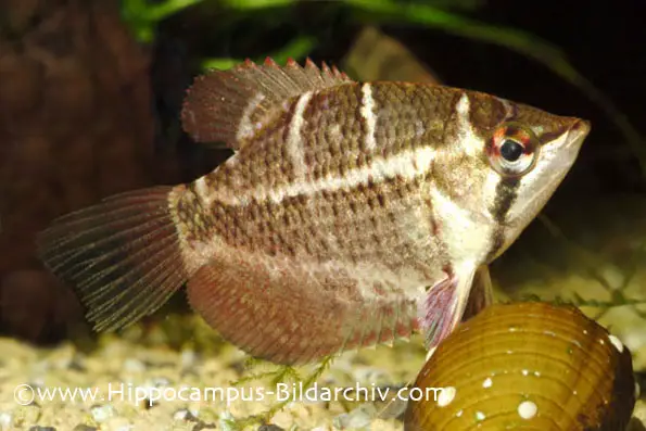 Sphaerichthys selatanensis photo