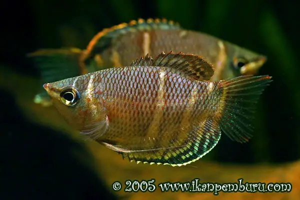 Sphaerichthys osphromenoides photo