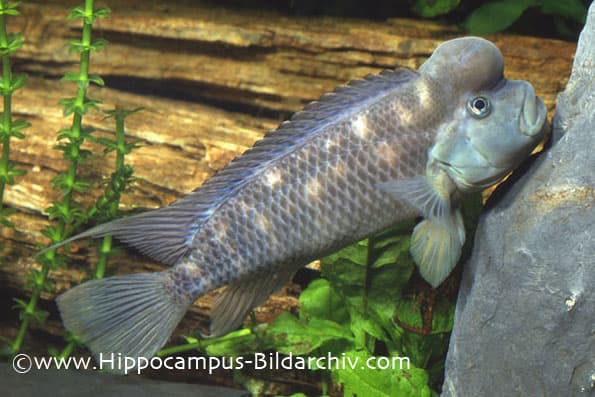 Steatocranus casuarius photo