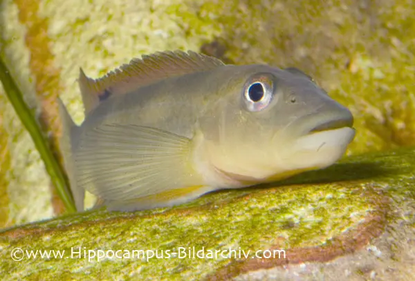 Steatocranus tinanti photo