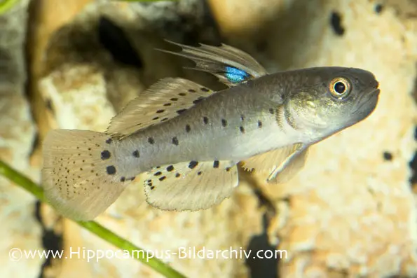 Stigmatogobius sadanundio photo