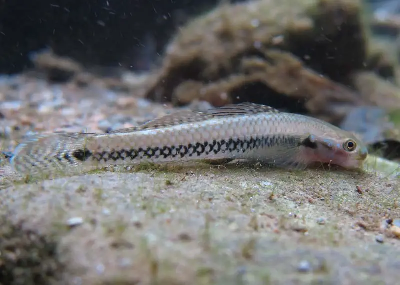 Stiphodon alcedo photo