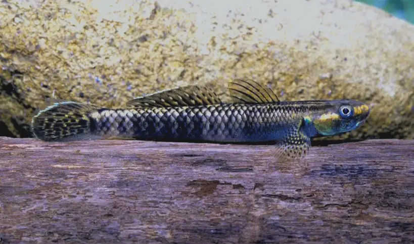 Stiphodon atratus photo