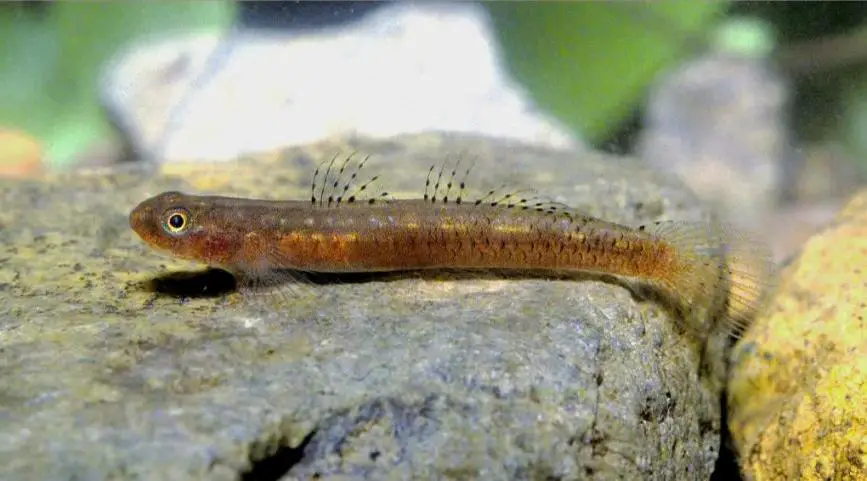 Stiphodon birdsong photo