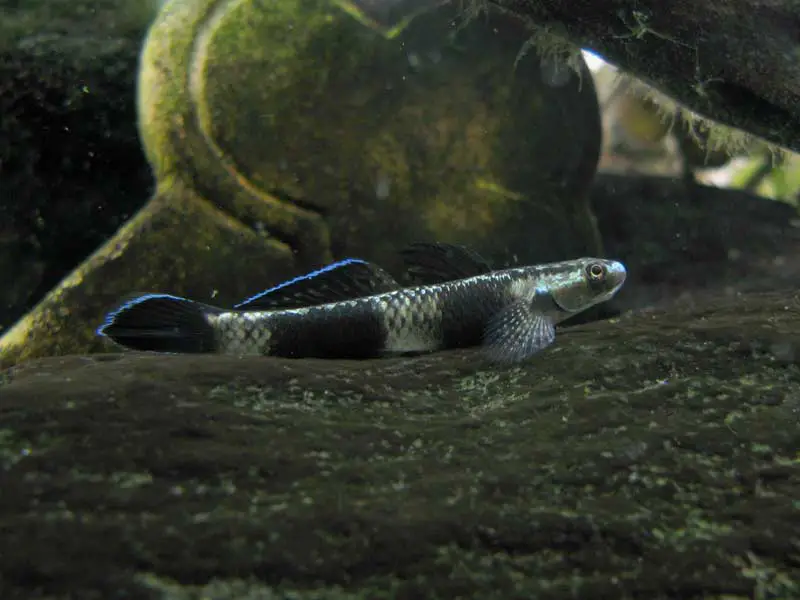 Stiphodon pelewensis photo