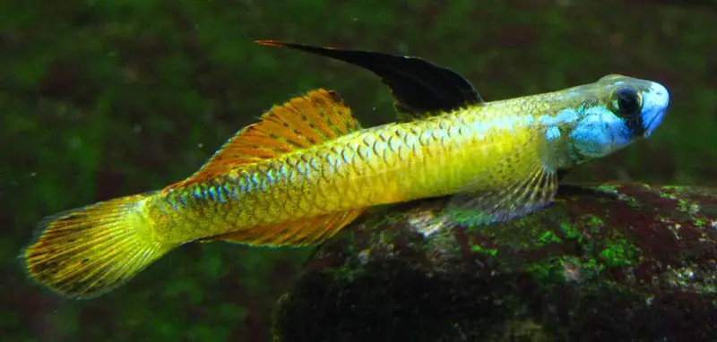 Stiphodon percnopterygionus photo