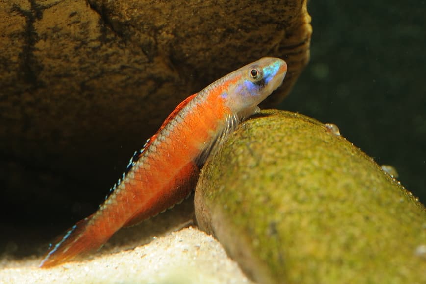 Stiphodon rutilaureus photo