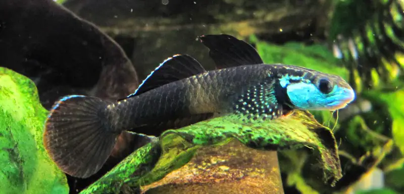 Stiphodon ornatus photo