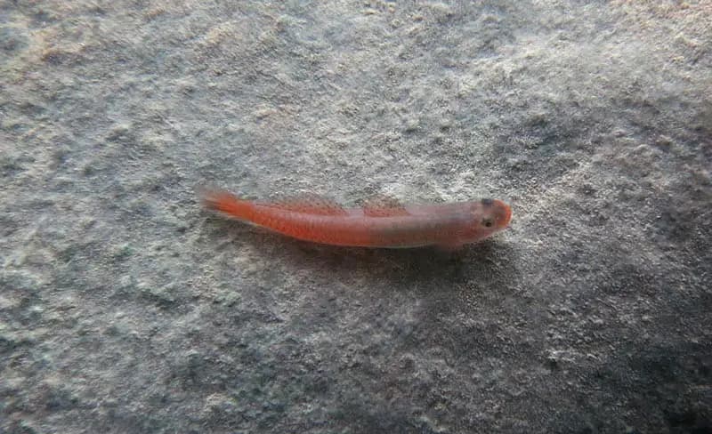 Stiphodon surrufus photo