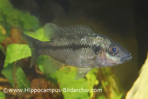 Stomatepia pindu photo