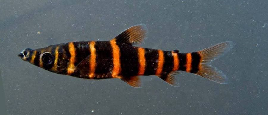 Synaptolaemus latofasciatus photo