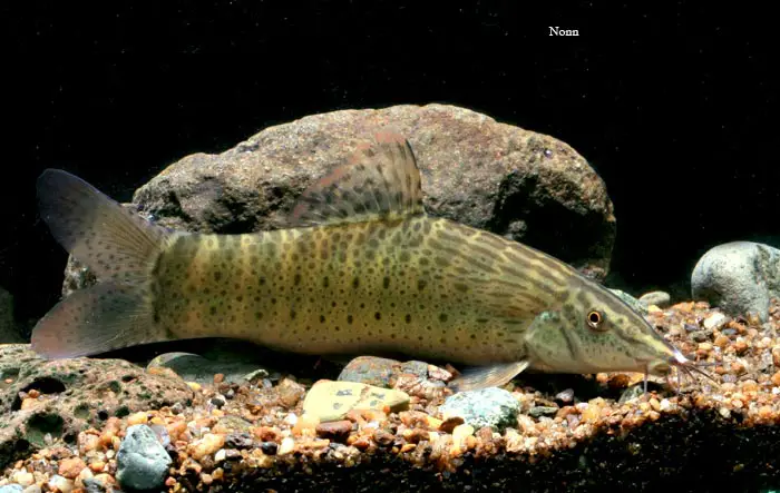 Syncrossus beauforti photo