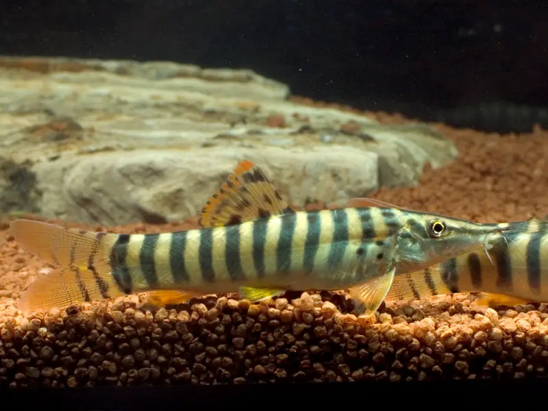 Syncrossus berdmorei photo