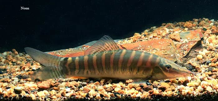 Syncrossus helodes photo