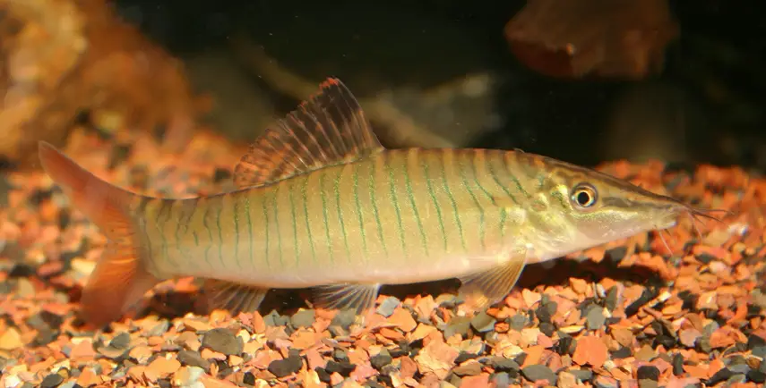 Syncrossus hymenophysa photo