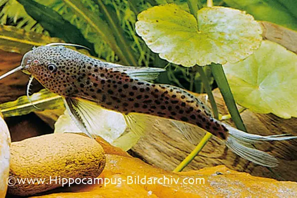 Synodontis acanthomias photo