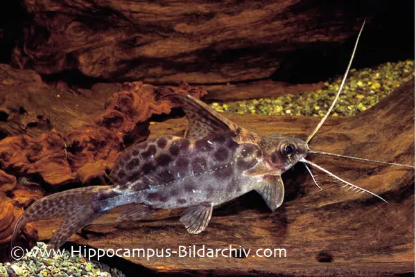 Synodontis alberti photo