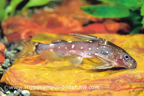 Synodontis contracta photo