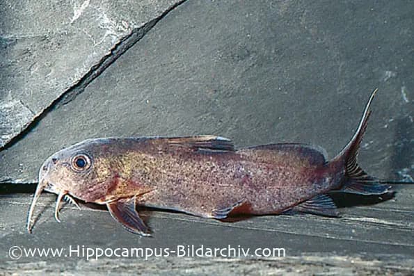 Synodontis dhonti photo