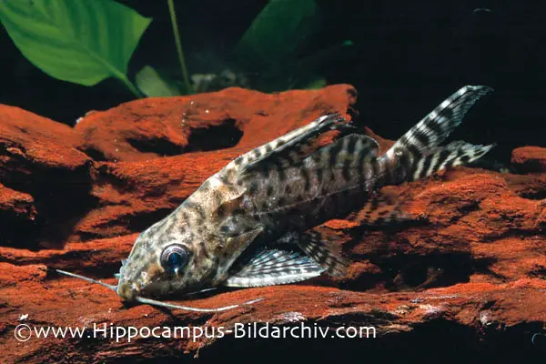 Synodontis euptera photo