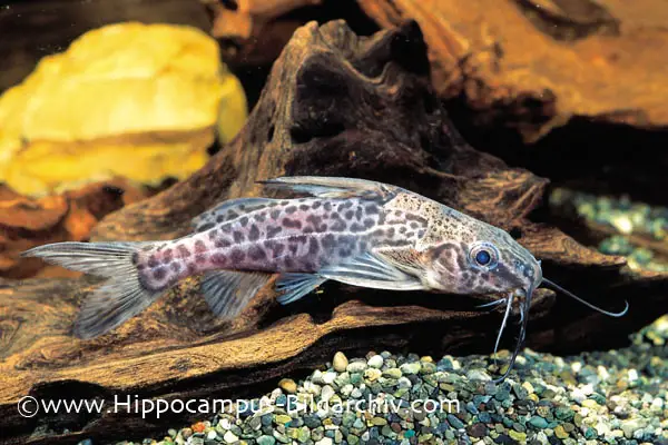 Synodontis greshoffi photo