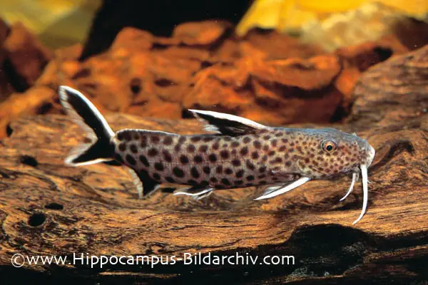 Synodontis petricola photo