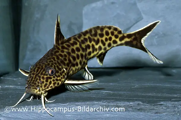 Synodontis polli photo