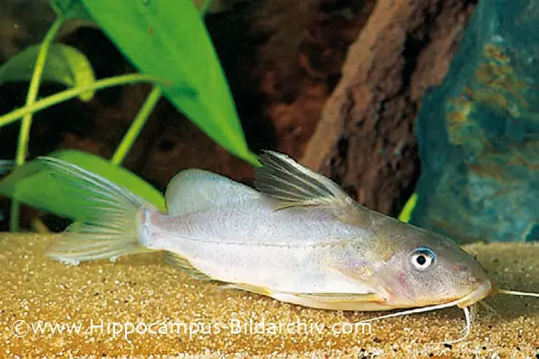 Synodontis schall photo