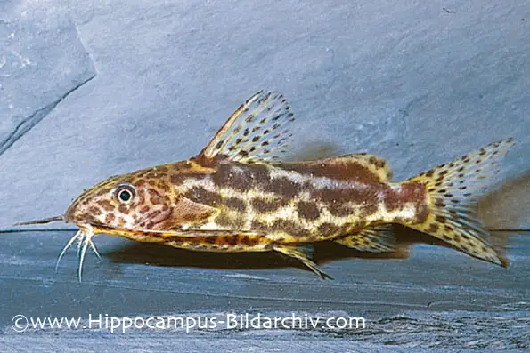 Synodontis waterloti photo