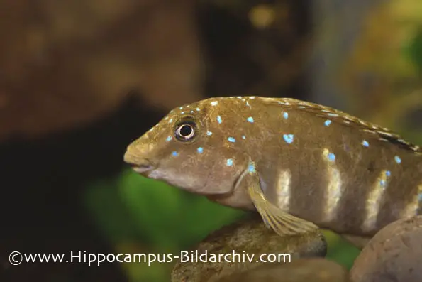 Tanganicodus irsacae photo