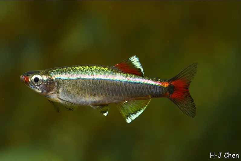 Tanichthys albonubes photo