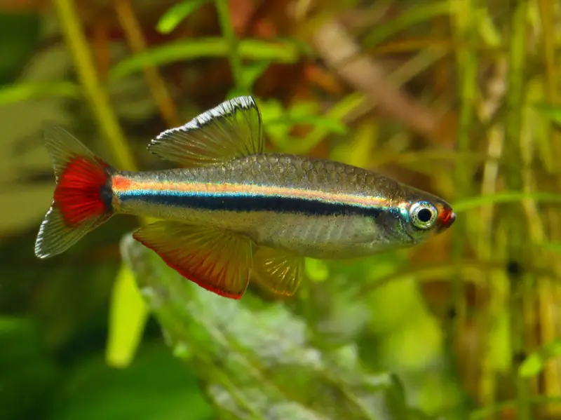 Tanichthys micagemmae photo