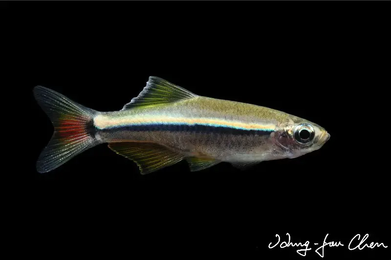 Tanichthys sp. vietnam photo