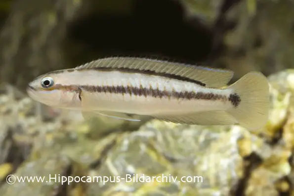 Telmatochromis vittatus photo