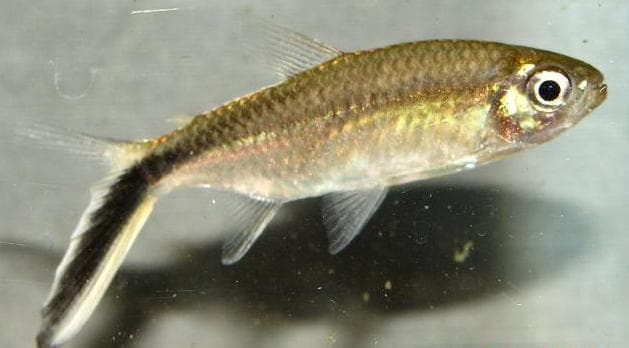 Thayeria obliqua photo