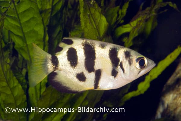 Toxotes chatareus photo