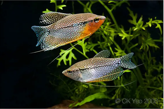 Trichopodus leerii photo