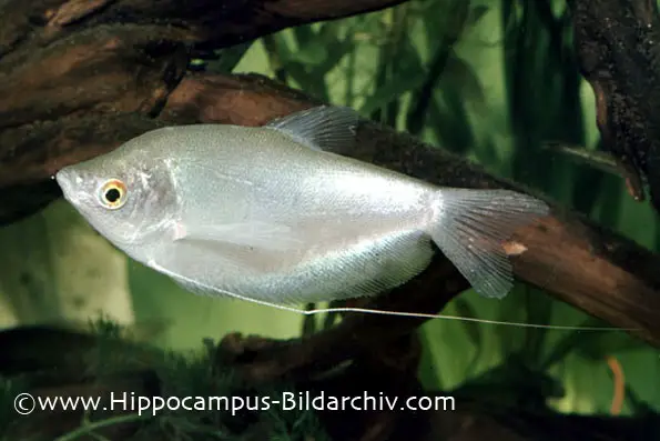 Trichopodus microlepis photo