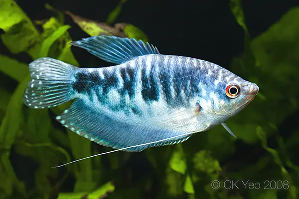 Trichopodus trichopterus photo