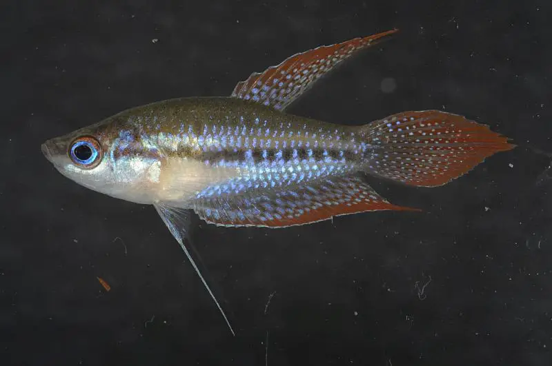 Trichopsis schalleri photo