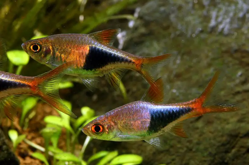 Trigonostigma heteromorpha photo