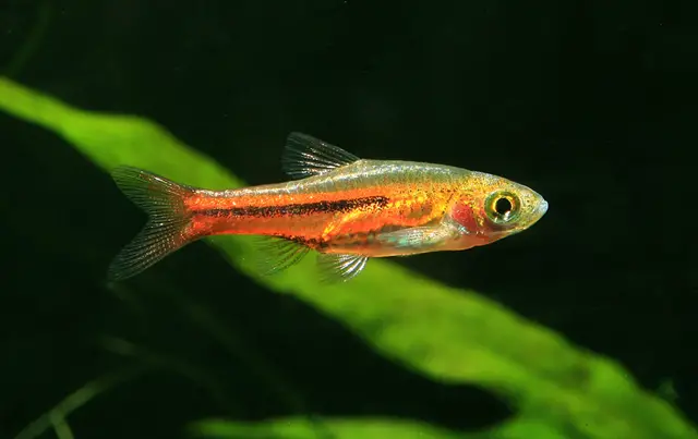 Trigonostigma somphongsi photo