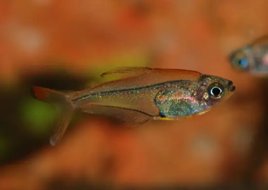 Trochilocharax ornatus photo