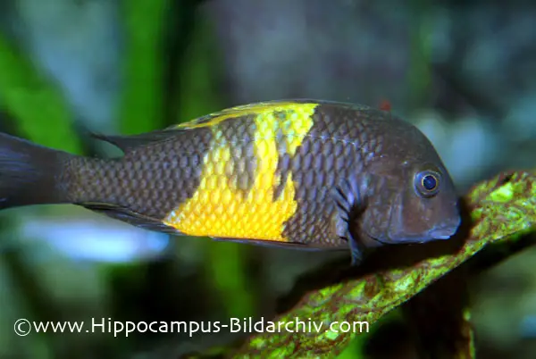 Tropheus moorii photo