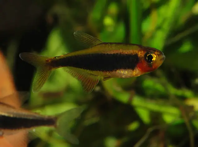 Tucanoichthys tucano photo