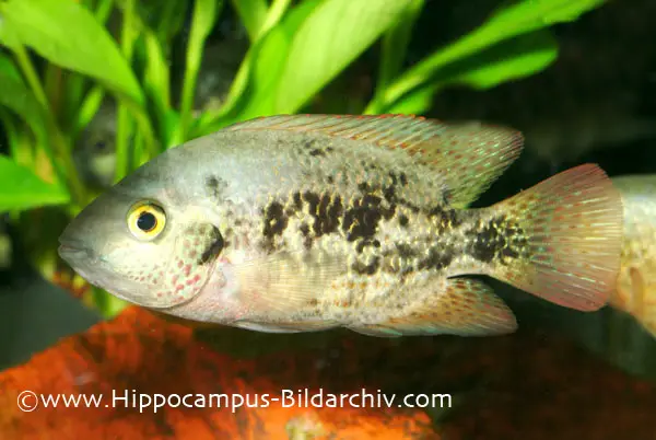 Vieja bifasciata photo