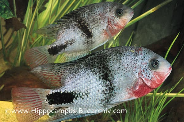 Vieja maculicauda photo