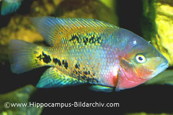 Vieja synspila photo