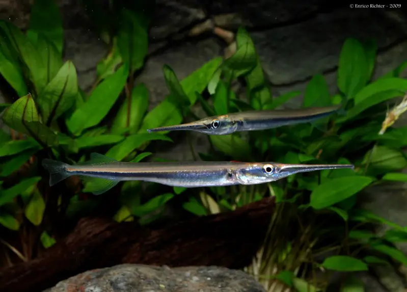 Xenentodon cancila photo
